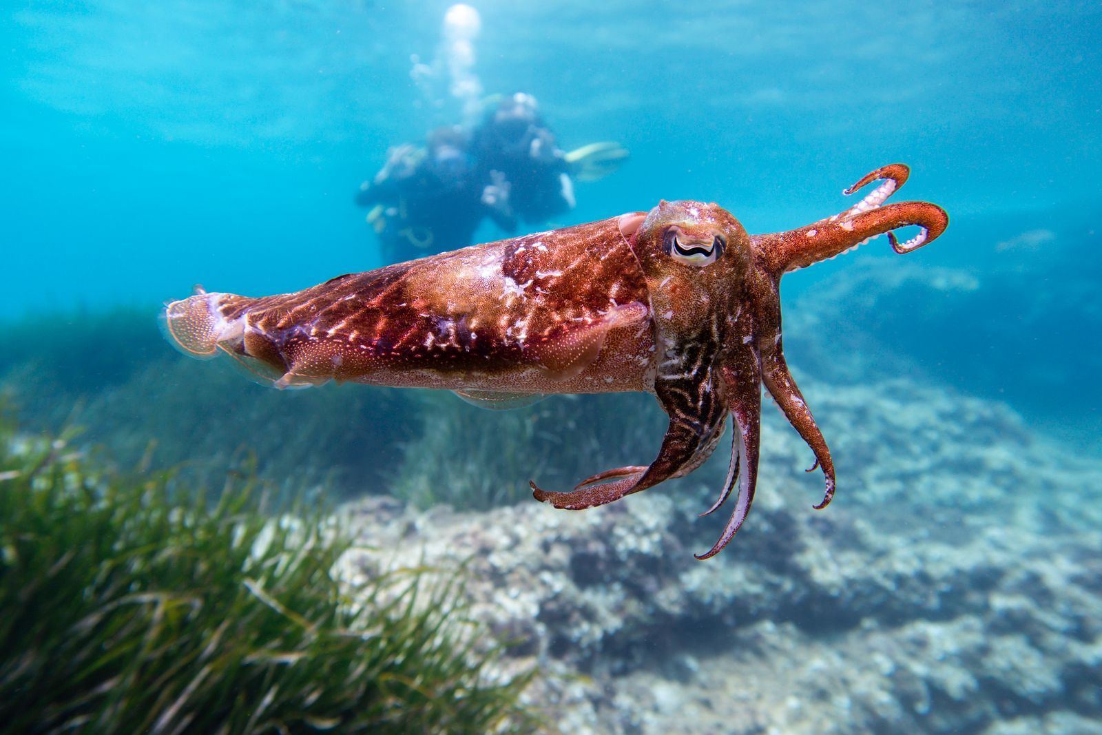 A cuttlefish swimming over seagrass
