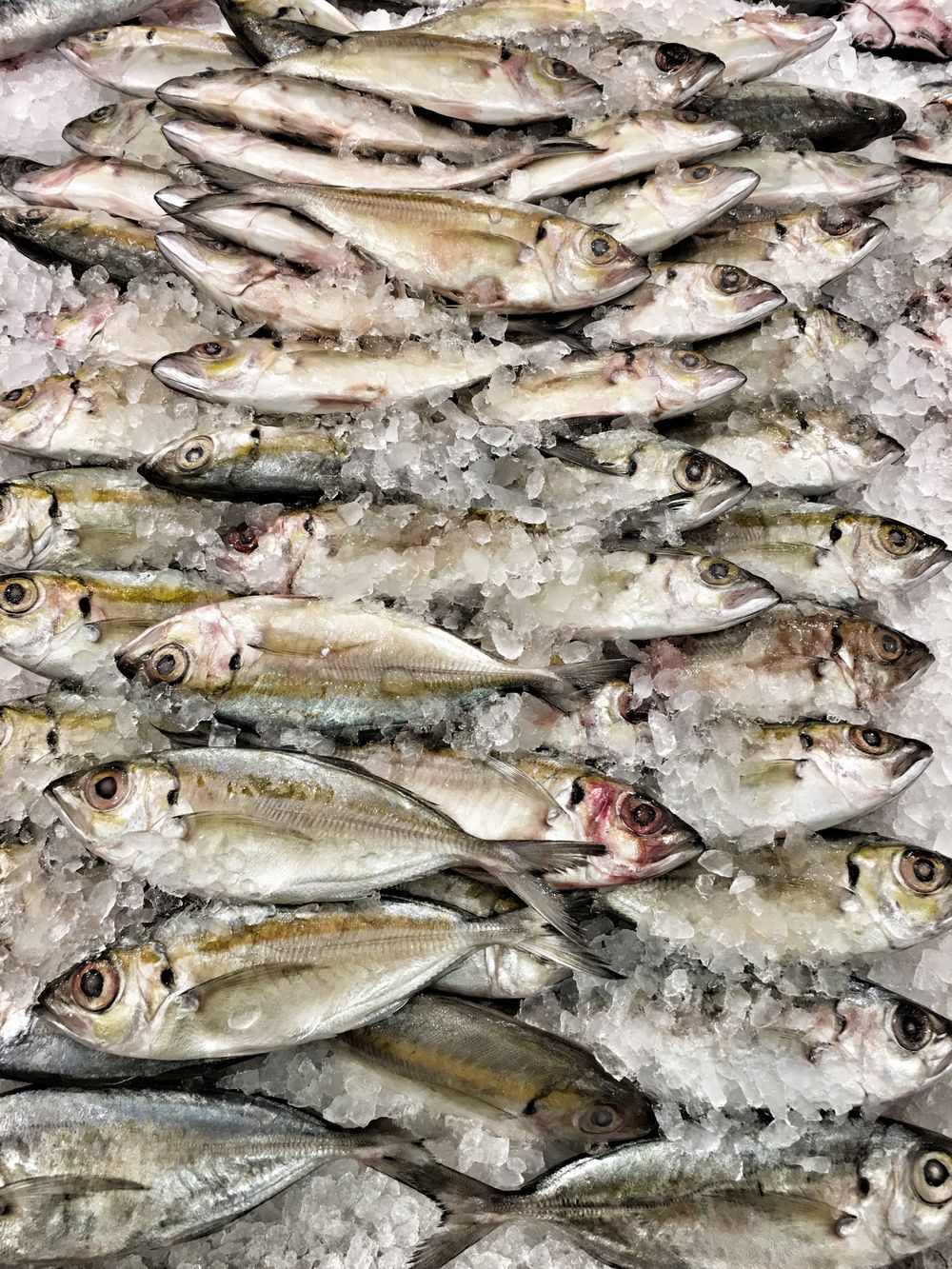 Fresh mackerel on ice at a fish market