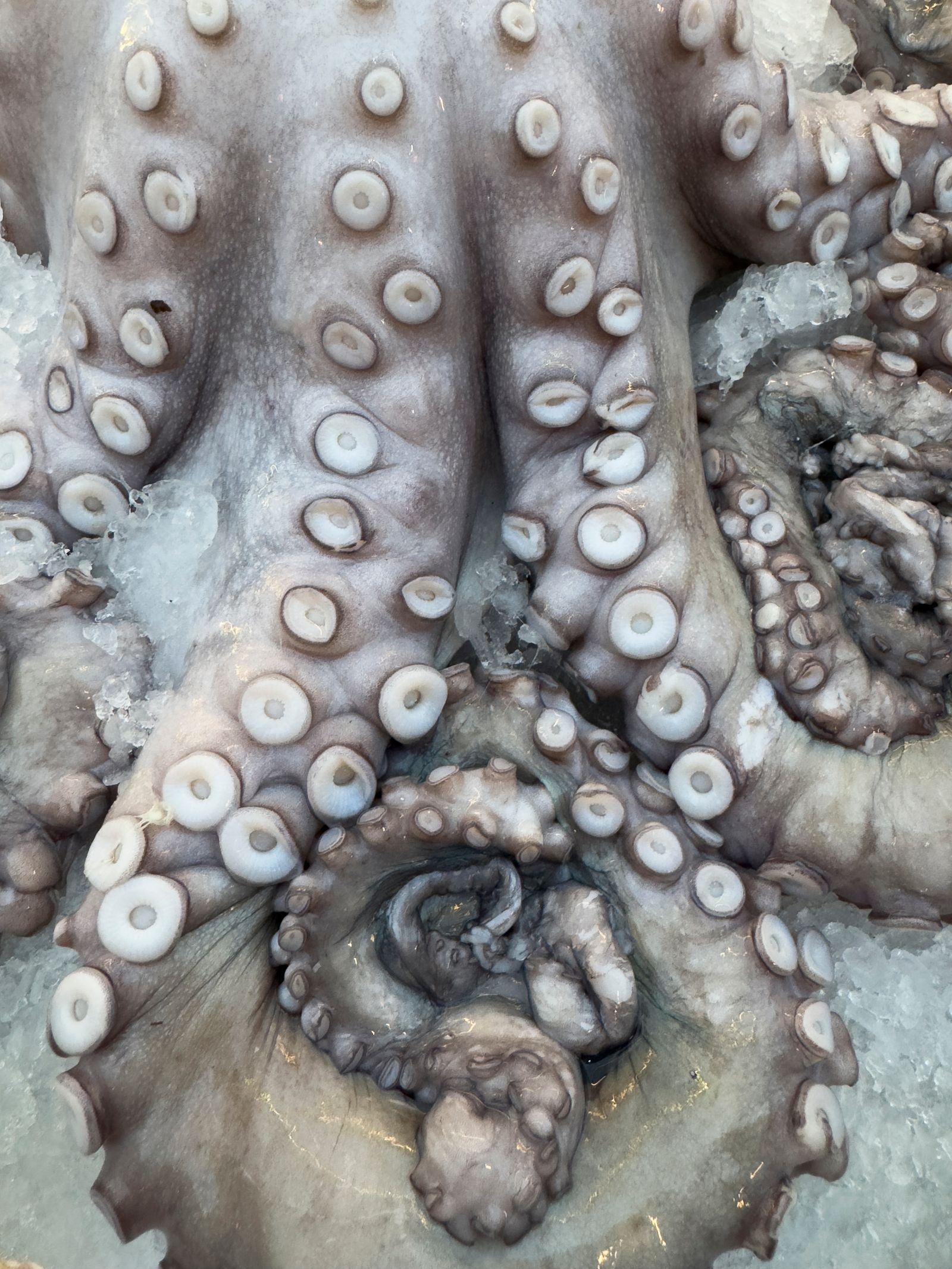 Raw octopus tentacles on ice