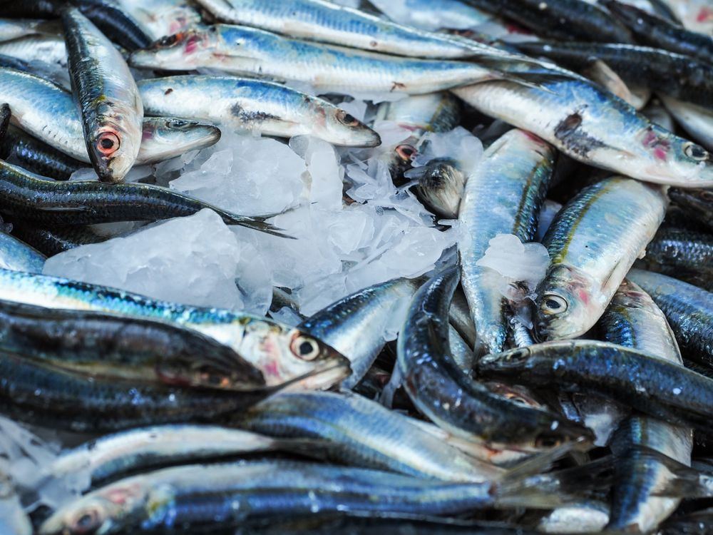 Fresh sardines on ice at a fish market