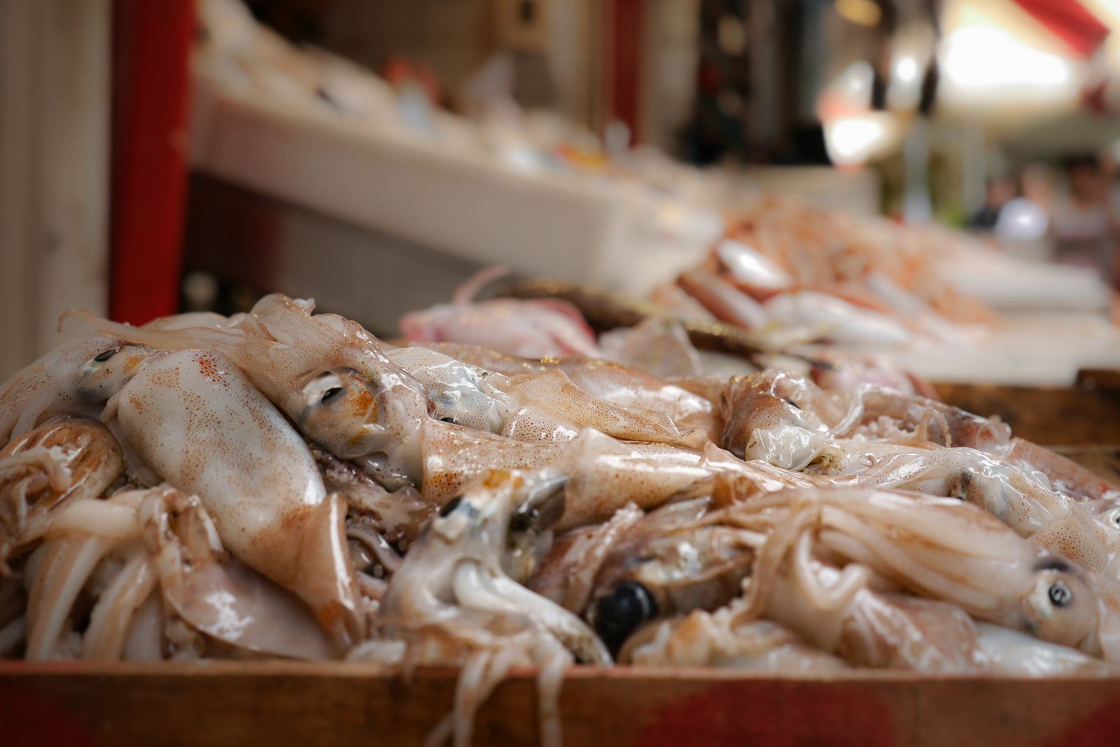 Fresh squid on display at a seafood market