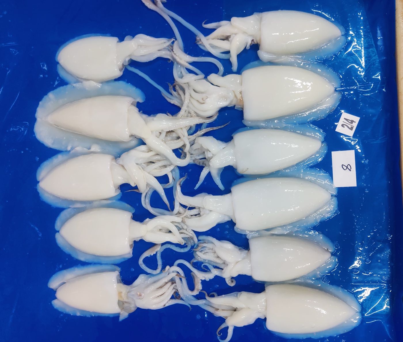 Whole cleaned cuttlefish, grade 2/4